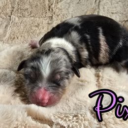 Pixie - Blue merle female Australian Shepherd puppy in Albion, Michigan from Northern Lights Aussies (NL Aussies)