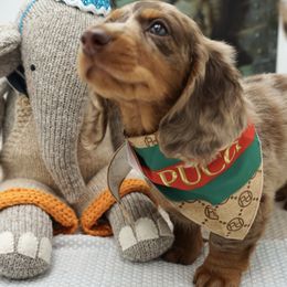 Dachshund Puppies from 30 Acre Woods Dachshunds