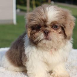 Luffy- Lavender Parti - Lilac male Shih Tzu puppy in Clinton, Tennessee from Southland’s Shih Tzus
