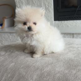 Pomeranian puppies from Precious poms