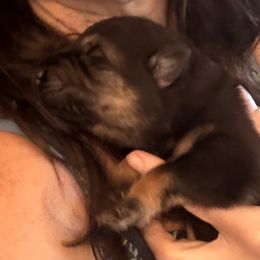 Boy 1 - Black and red male German Shepherd puppy in Carbondale, Kansas from Cunningham German Shepherds, LLC