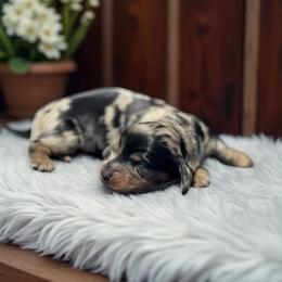 Dachshund Puppies from Charisma Dachshunds