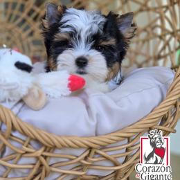 Biewer Terrier and Yorkshire Terrier Puppies from Corazon de gigante