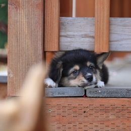 Saturn🪐 - Black and tan Pembroke Welsh Corgi puppy in Centralia, Washington from AJ's Valley View Corgis