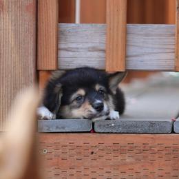Saturn🪐 - Black and tan Pembroke Welsh Corgi puppy in Centralia, Washington from AJ's Valley View Corgis