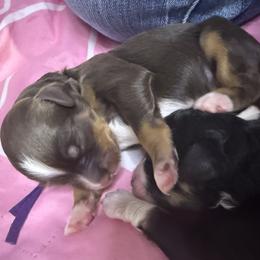 Bean - Tri-color male Bernedoodle puppy in Pittsburg, Illinois from Doodles on Rock Creek