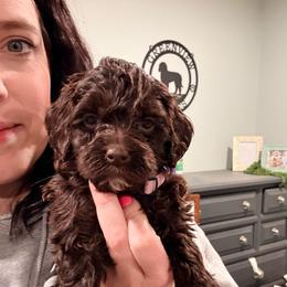 Jovi - Brown female Cockapoo puppy in Denver, Pennsylvania from Greenview Puppies