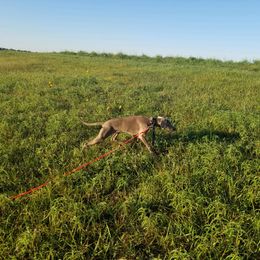 Weimaraner Puppies from Alpha Weims by The Mattas Kennel