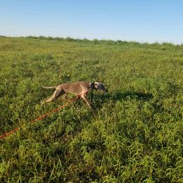 Weimaraner Puppies from Alpha Weims by The Mattas Kennel