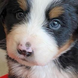 Priya - Tri-color female Bernese Mountain Dog puppy in Rural Retreat, Virginia from Bernese Bunker