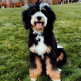 Bernedoodles from Big Butte Bernedoodles