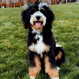 Bernedoodles from Big Butte Bernedoodles