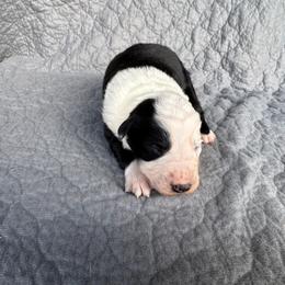 Girl 2 - Black and white female Border Collie puppy in Centerville, Washington from Forthright Farms
