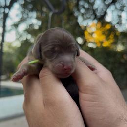 Bash - Chocolate and tan male Dachshund puppy in Modesto, California from Golden State Mini Doxies