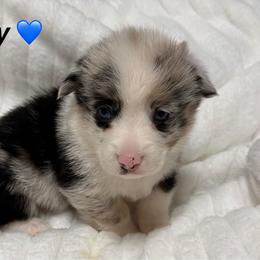 Riley - Blue merle and white male American Corgi puppy in Hico, Texas from Chisholm Trail Kennels