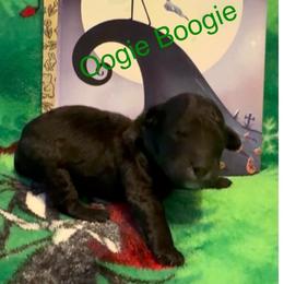 Oogie Boogie - Silver male Poodle puppy in Norman, Oklahoma from ShowME Miniature Poodles
