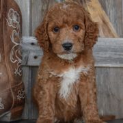 Star-Gray Collar - Red female Irish Doodle puppy in Macedon, New York from Toodles Goldendoodles