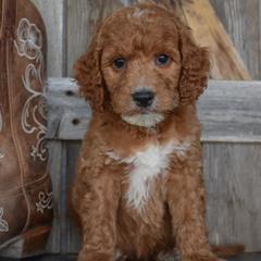 Star-Gray Collar - Red female Irish Doodle puppy in Macedon, New York from Toodles Goldendoodles