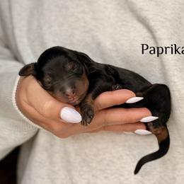 Paprika - Phantom female Bernedoodle puppy in Pennsylvania from Bells Bernedoodles