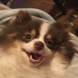 Cookie - Pomeranian