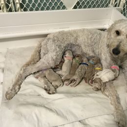 Goldendoodle, Schnoodle, and Sheepadoodle Puppies from Dood Ranch