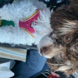 Aussiedoodle and Poodle All Grown Up from Ohana Companions