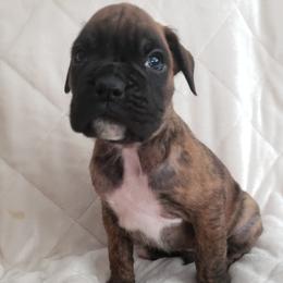 Boxer Puppies from Deutsche Boxer Von Exquisiten