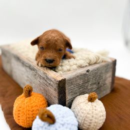 Cabbage - Red  male Goldendoodle puppy in North Carolina from Tuxedo Mountain Doodles
