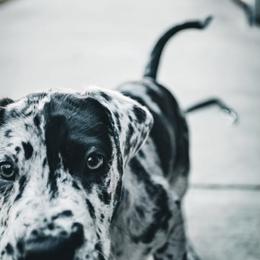 Great Dane Puppies from Ashli’s Great Danes