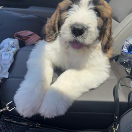 Saint Berdoodle Puppies from Country Manor Saint Berdoodles