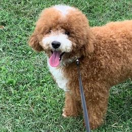 Aussiedoodles, Miniature Australian Shepherds, and Poodles from K Kountry Farm