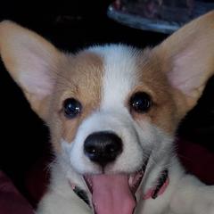 Pembroke Welsh Corgi Puppies from South Texas Blue Collar Corgis