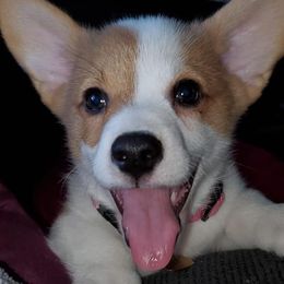Pembroke Welsh Corgi Puppies from South Texas Blue Collar Corgis
