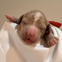Red Collar - Apricot male Goldendoodle puppy in Cape Coral, Florida from Nay Nays Mini Doodles