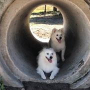 American Eskimo Dog Puppies from Shadow Kennels