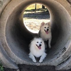 American Eskimo Dog Puppies from Shadow Kennels