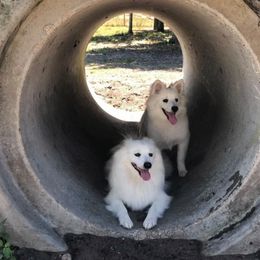American Eskimo Dog Puppies from Shadow Kennels