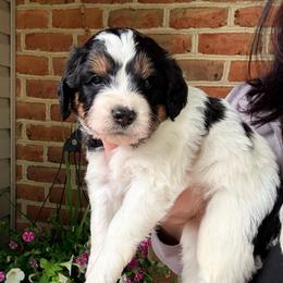 Bronco - Tri-color male Bernedoodle puppy in Denver, Pennsylvania from Greenview Puppies