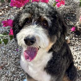 Jemma - Bernedoodle