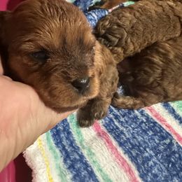 Solid brindle girl - Brown female Cavapoo puppy in Southside, West Virginia from Double Diamond Cavapoos