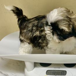 Shih Tzu Puppies from Willow Lane Shih Tzus
