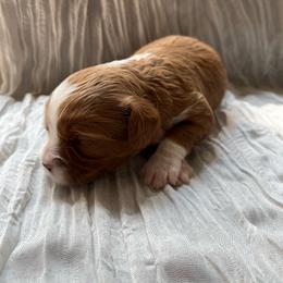 Pecan - Apricot female Cavapoo puppy in Bloomfield, New York from Campbell Cavapoos