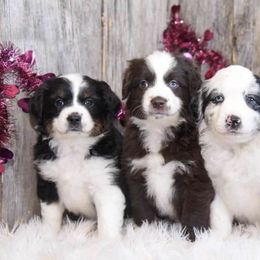 Miniature American Shepherds from Goodheart's Aussies