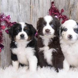 Miniature American Shepherds from Goodheart's Aussies