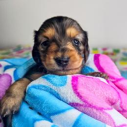 Black and tan dapple female 2 (3208.56) - Dapple female Dachshund puppy in Belle Rive, Illinois from Akin's Miniature Dachshunds, LLC