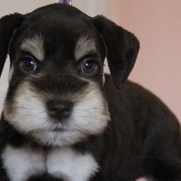 Miniature Schnauzers from Campos Schnauzers