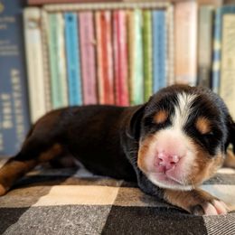 Black Girl (Lucy) - Black, white and red female Greater Swiss Mountain Dog puppy in Edinboro, Pennsylvania from Greater Swiss of Whitetail Acres