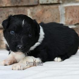 Holmes - Black tri-color male Australian Shepherd puppy in Wichita Falls, Texas from Spotted Mule Aussies