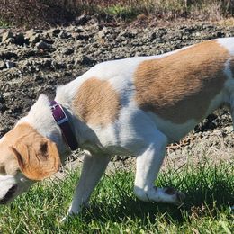 Beagles from Rustic Farm Sporting Beagles