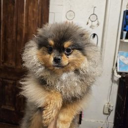Patches - Pomeranian